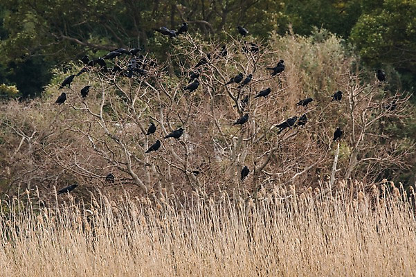 포토 JPG 주간 나무 야생동물 여러마리 자연 갈대 풍경 사람없음 야외 숲 까마귀 국내포토 자연요소 식물 동물 다수 조류 생태계 파일형식