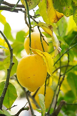 포토 JPG 주간 나무 열매 자연 나뭇잎 사람없음 야외 아웃포커스 나뭇가지 레몬 레몬나무 국내포토 자연요소 식물 잎 과일 촬영기법 생태계 파일형식