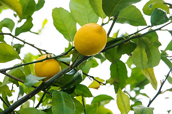 포토 JPG 주간 나무 열매 자연 나뭇잎 사람없음 야외 아웃포커스 나뭇가지 레몬 레몬나무 국내포토 자연요소 식물 잎 과일 촬영기법 생태계 파일형식