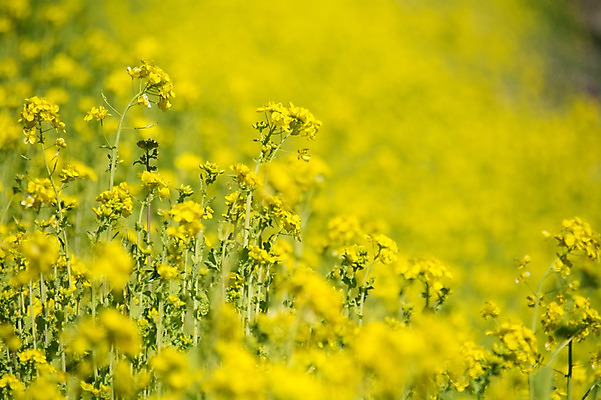 포토 JPG 주간 여러송이 꽃밭 봄꽃 풍경 사람없음 야외 아웃포커스 노란색 봄 유채 국내포토 자연요소 계절 꽃 컬러 다수 촬영기법 파일형식