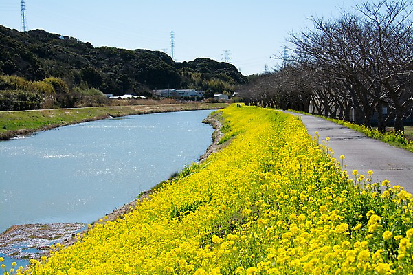 포토 JPG 주간 나무 여러송이 꽃밭 봄꽃 자연 산 풍경 사람없음 야외 강 노란색 봄 산책로 유채 국내포토 자연요소 식물 계절 꽃 길 컬러 다수 생태계 파일형식
