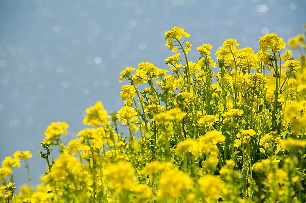 포토 JPG 주간 여러송이 꽃밭 봄꽃 풍경 사람없음 야외 아웃포커스 노란색 봄 유채 국내포토 자연요소 계절 꽃 컬러 다수 촬영기법 파일형식