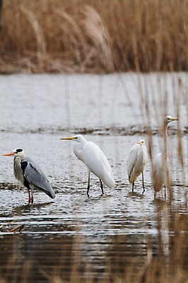 포토 JPG 주간 야생동물 여러마리 자연 갈대 풍경 사람없음 야외 아웃포커스 강 학 습지 왜가리 국내포토 자연요소 식물 동물 다수 조류 촬영기법 생태계 파일형식