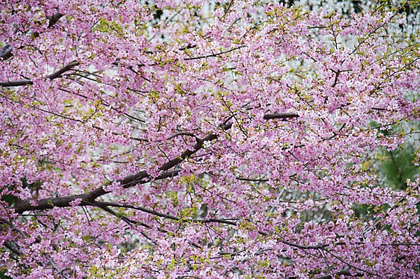 포토 JPG 주간 분홍색 여러송이 봄꽃 풍경 사람없음 야외 봄 벚꽃 나뭇가지 벚나무 국내포토 자연요소 나무 계절 꽃 컬러 다수 파일형식