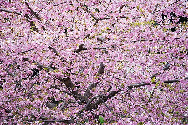 포토 JPG 주간 분홍색 여러송이 봄꽃 풍경 사람없음 야외 봄 벚꽃 나뭇가지 벚나무 국내포토 자연요소 나무 계절 꽃 컬러 다수 파일형식