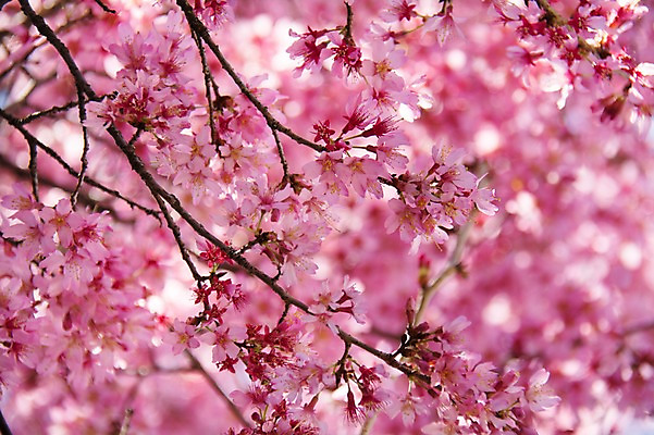 포토 JPG 주간 분홍색 여러송이 봄꽃 사람없음 야외 아웃포커스 봄 벚꽃 나뭇가지 벚나무 국내포토 자연요소 나무 계절 꽃 컬러 다수 촬영기법 파일형식