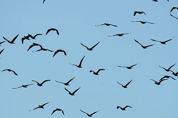 포토 JPG 주간 여러마리 자연 조류 하늘 풍경 사람없음 야외 비행 국내포토 자연요소 동물 다수 생태계 파일형식