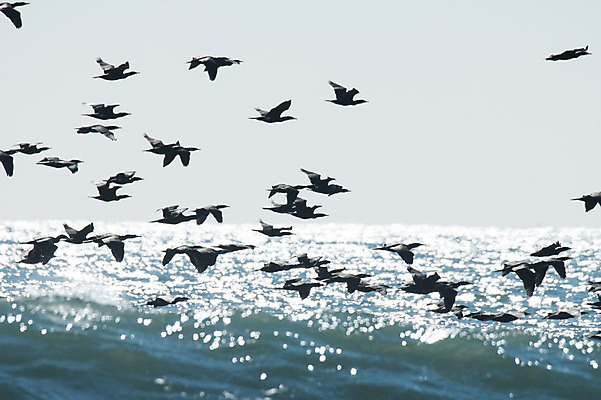 포토 JPG 주간 바다 여러마리 자연 조류 풍경 사람없음 야외 비행 국내포토 자연요소 동물 다수 생태계 파일형식