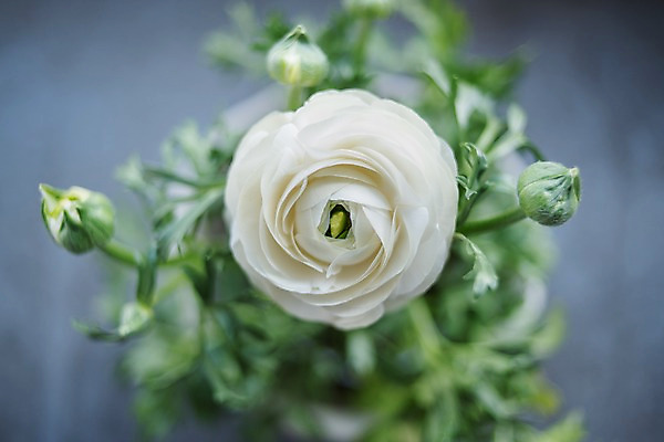 포토 JPG 주간 꽃 화분 자연 근접촬영 사람없음 야외 아웃포커스 흰색 라넌큘러스 국내포토 자연요소 식물 뷰포인트 컬러 촬영기법 생태계 파일형식