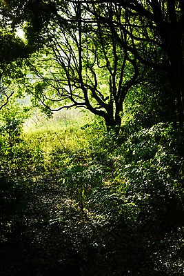 포토 JPG 주간 나무 자연 풍경 사람없음 야외 숲속 숲 국내포토 자연요소 식물 생태계 파일형식