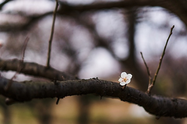 포토 JPG 주간 한송이 봄꽃 사람없음 야외 아웃포커스 봄 벚꽃 나뭇가지 국내포토 자연요소 나무 1 계절 꽃 촬영기법 송이 파일형식