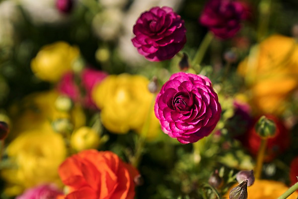 포토 JPG 주간 꽃 여러송이 자연 사람없음 야외 아웃포커스 자주색 국내포토 자연요소 식물 컬러 다수 촬영기법 생태계 파일형식