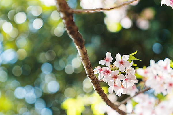 포토 JPG 주간 봄꽃 사람없음 야외 아웃포커스 봄 벚꽃 나뭇가지 국내포토 자연요소 나무 계절 꽃 촬영기법 파일형식