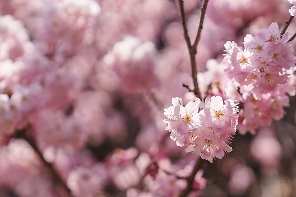 포토 JPG 주간 봄꽃 근접촬영 사람없음 야외 아웃포커스 봄 벚꽃 나뭇가지 국내포토 자연요소 나무 계절 꽃 뷰포인트 촬영기법 파일형식