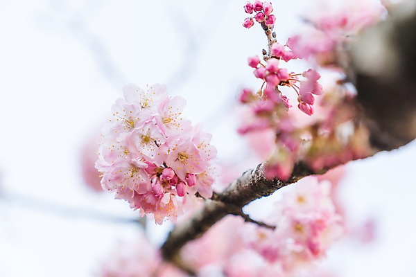 포토 JPG 주간 봄꽃 근접촬영 사람없음 야외 아웃포커스 봄 벚꽃 나뭇가지 국내포토 자연요소 나무 계절 꽃 뷰포인트 촬영기법 파일형식