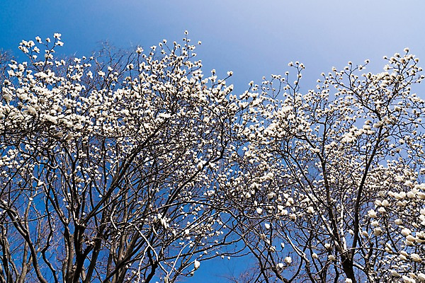 포토 JPG 주간 나무 꽃 봄꽃 자연 하늘 풍경 사람없음 야외 봄 목련 국내포토 자연요소 식물 계절 생태계 파일형식