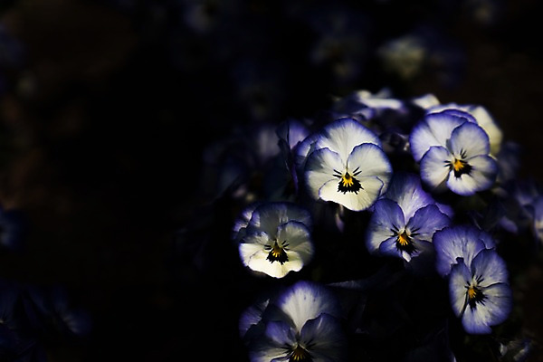 포토 JPG 주간 꽃 여러송이 자연 사람없음 야외 아웃포커스 국내포토 자연요소 식물 다수 촬영기법 생태계 파일형식