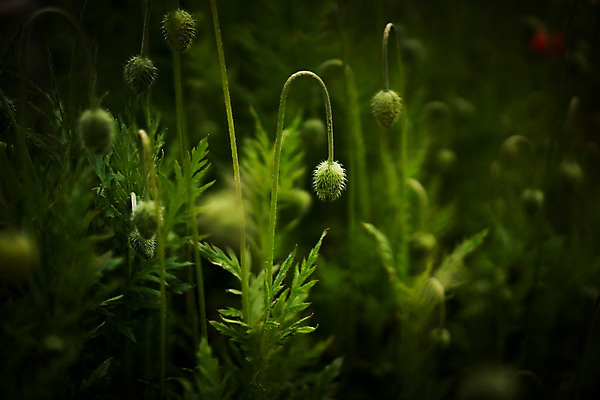 포토 JPG 주간 꽃 자연 사람없음 야외 아웃포커스 국내포토 자연요소 식물 촬영기법 생태계 파일형식
