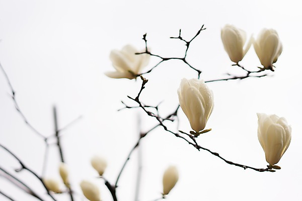 포토 JPG 주간 꽃 봄꽃 자연 풍경 사람없음 야외 아웃포커스 봄 나뭇가지 꽃봉오리 목련 국내포토 자연요소 나무 식물 계절 촬영기법 생태계 파일형식