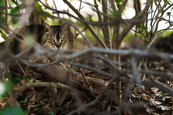 포토 JPG 주간 동물 한마리 사람없음 야외 아웃포커스 반려동물 고양이 나뭇가지 숲 길고양이 동물라이프 반려 국내포토 자연요소 나무 1 라이프스타일 포유류 촬영기법 파일형식