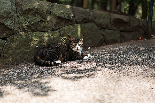 포토 JPG 주간 동물 한마리 돌담 사람없음 야외 아웃포커스 반려동물 고양이 길고양이 동물라이프 반려 국내포토 자연요소 1 라이프스타일 포유류 촬영기법 담장 돌_바위 파일형식