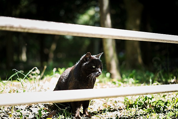 포토 JPG 주간 동물 한마리 사람없음 야외 아웃포커스 울타리 반려동물 고양이 길고양이 동물라이프 반려 국내포토 자연요소 1 라이프스타일 포유류 촬영기법 담장 파일형식