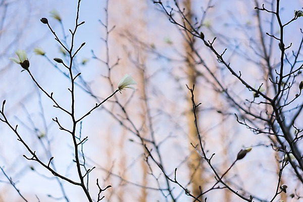 포토 JPG 주간 꽃 풍경 사람없음 야외 아웃포커스 봄 나뭇가지 목련 국내포토 자연요소 나무 식물 계절 촬영기법 파일형식