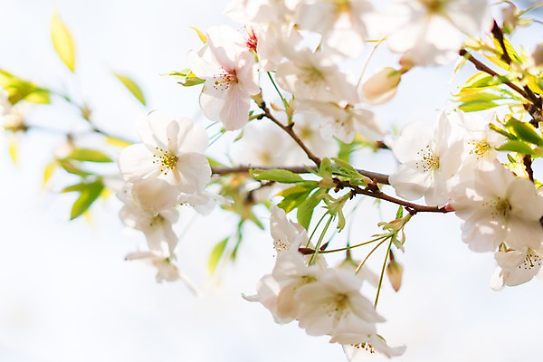 포토 JPG 주간 꽃 자연 풍경 근접촬영 사람없음 야외 아웃포커스 봄 벚꽃 나뭇가지 벚나무 국내포토 자연요소 나무 식물 계절 뷰포인트 촬영기법 생태계 파일형식