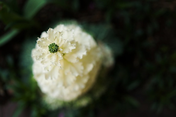 포토 JPG 주간 꽃 한송이 근접촬영 사람없음 야외 아웃포커스 흰색 국내포토 자연요소 식물 1 뷰포인트 컬러 촬영기법 송이 파일형식