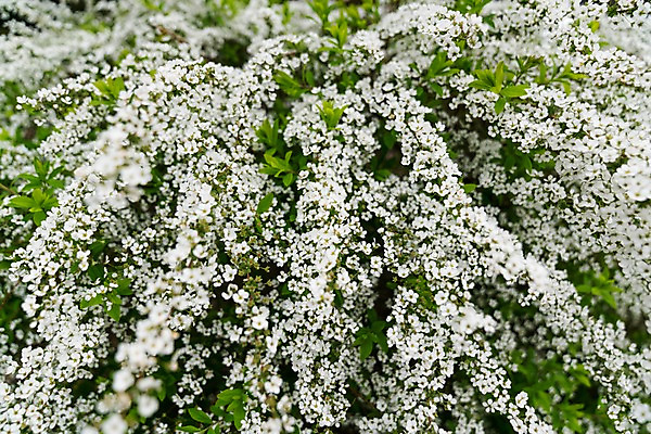 포토 JPG 주간 꽃 여러송이 자연 사람없음 야외 아웃포커스 조팝나무 조팝나무꽃 국내포토 자연요소 나무 식물 다수 촬영기법 생태계 파일형식