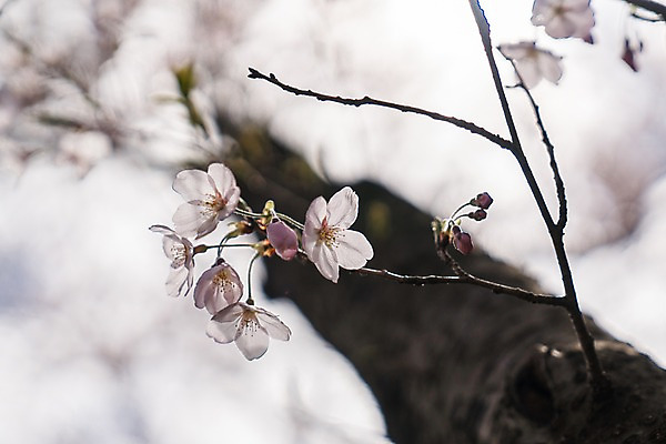 포토 JPG 주간 꽃 로우앵글 풍경 사람없음 야외 아웃포커스 봄 벚꽃 나뭇가지 벚나무 국내포토 자연요소 나무 식물 계절 뷰포인트 촬영기법 파일형식