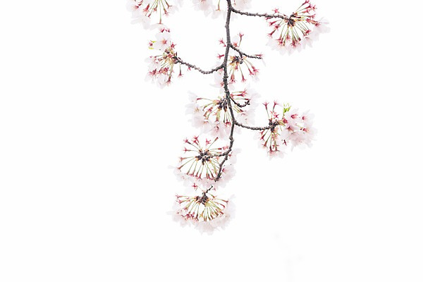 포토 JPG 꽃 풍경 사람없음 봄 벚꽃 나뭇가지 벚나무 국내포토 나무 식물 계절 파일형식