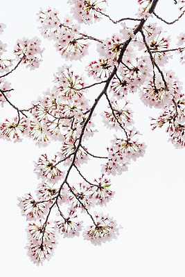 포토 JPG 꽃 풍경 사람없음 봄 벚꽃 나뭇가지 벚나무 국내포토 나무 식물 계절 파일형식