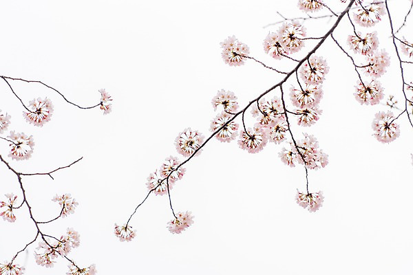 포토 JPG 꽃 풍경 사람없음 봄 벚꽃 나뭇가지 벚나무 국내포토 나무 식물 계절 파일형식