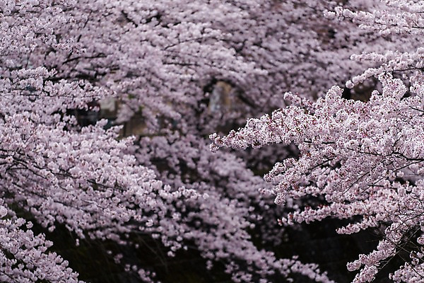 포토 JPG 주간 꽃 분홍색 풍경 사람없음 야외 아웃포커스 봄 벚꽃 나뭇가지 벚나무 국내포토 자연요소 나무 식물 계절 컬러 촬영기법 파일형식