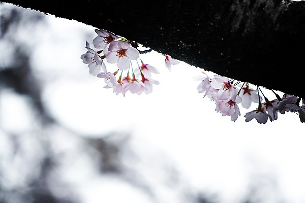포토 JPG 주간 꽃 풍경 사람없음 야외 아웃포커스 봄 벚꽃 나뭇가지 국내포토 자연요소 나무 식물 계절 촬영기법 파일형식