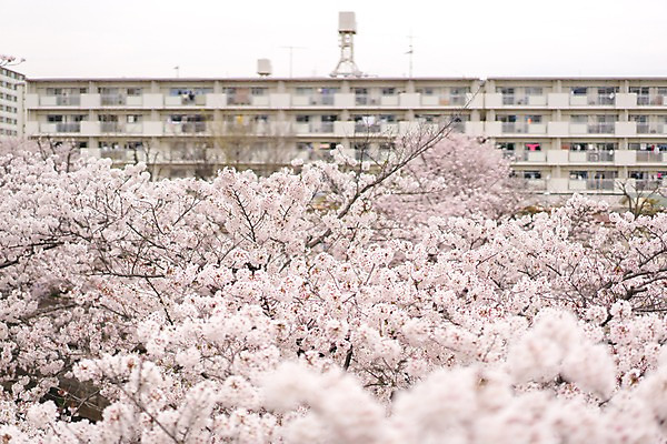 포토 JPG 주간 꽃 자연 주택 풍경 빌딩 사람없음 야외 아웃포커스 봄 벚꽃 벚나무 국내포토 자연요소 나무 식물 계절 촬영기법 건물 생태계 파일형식