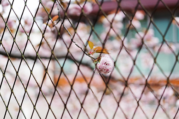 포토 JPG 주간 꽃 백그라운드 자연 나뭇잎 거리 거리풍경 풍경 사람없음 야외 아웃포커스 봄 벚꽃 나뭇가지 철조망 국내포토 자연요소 나무 식물 계절 잎 촬영기법 생태계 파일형식