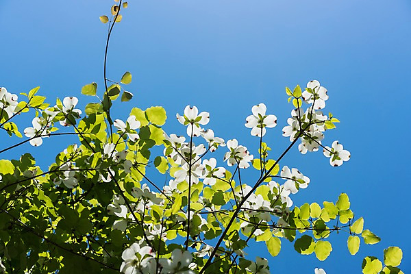 포토 JPG 주간 꽃 로우앵글 자연 하늘 나뭇잎 풍경 사람없음 야외 나뭇가지 국내포토 자연요소 나무 식물 뷰포인트 잎 생태계 파일형식