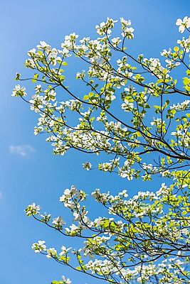 포토 JPG 주간 꽃 로우앵글 하늘 풍경 사람없음 야외 나뭇가지 국내포토 자연요소 나무 식물 뷰포인트 파일형식
