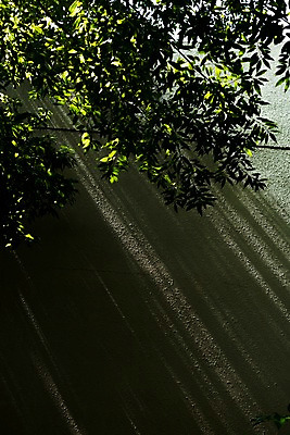 포토 JPG 주간 벽 나뭇잎 그림자 풍경 사람없음 야외 햇빛 나뭇가지 국내포토 자연요소 나무 잎 태양 파일형식