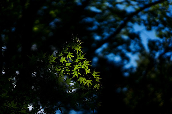 포토 JPG 주간 로우앵글 단풍 자연 단풍나무 나뭇잎 풍경 사람없음 야외 아웃포커스 햇빛 국내포토 자연요소 나무 뷰포인트 잎 촬영기법 태양 생태계 파일형식