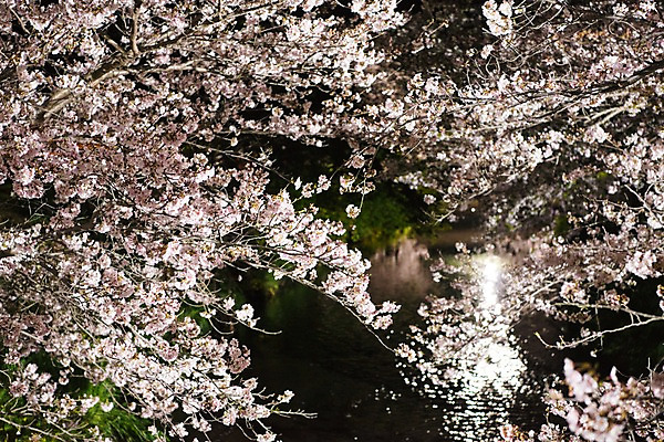 포토 JPG 꽃 풍경 사람없음 야외 강 봄 벚꽃 나뭇가지 벚나무 수로 국내포토 나무 식물 계절 파일형식