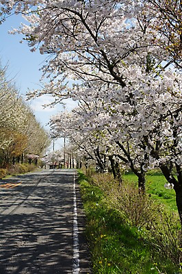 포토 JPG 주간 나무 꽃 도로 자연 풍경 사람없음 야외 봄 벚꽃 벚나무 국내포토 자연요소 식물 계절 길 교통시설 생태계 파일형식
