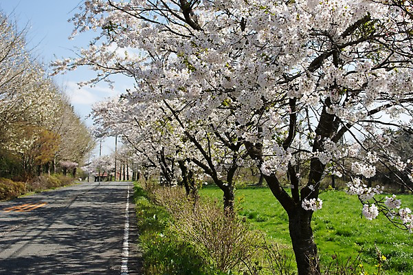 포토 JPG 주간 나무 꽃 도로 자연 풍경 사람없음 야외 봄 벚꽃 벚나무 국내포토 자연요소 식물 계절 길 교통시설 생태계 파일형식