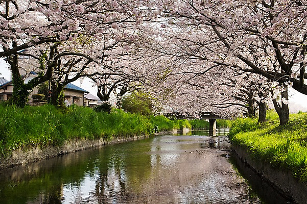 포토 JPG 주간 나무 꽃 풍경 사람없음 야외 강 봄 벚꽃 벚나무 수로 가교 국내포토 자연요소 식물 건축물 계절 파일형식