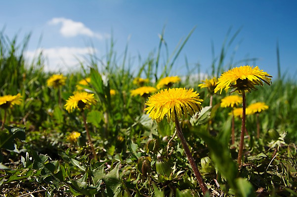 포토 JPG 주간 구름 꽃 자연 하늘 풍경 초원 사람없음 야외 아웃포커스 풀잎 민들레 국내포토 자연요소 식물 잎 촬영기법 풀_식물 생태계 파일형식