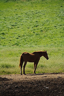 포토 JPG 주간 한마리 자연 초원 사람없음 야외 가축 목초지 말_동물 국내포토 자연요소 동물 1 포유류 목장 생태계 파일형식 초원_자연