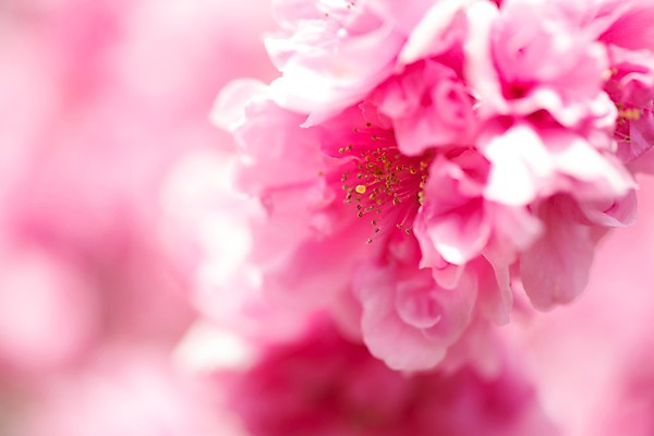 포토 JPG 주간 꽃 분홍색 근접촬영 사람없음 야외 아웃포커스 꽃술_꽃 국내포토 자연요소 식물 뷰포인트 컬러 촬영기법 파일형식