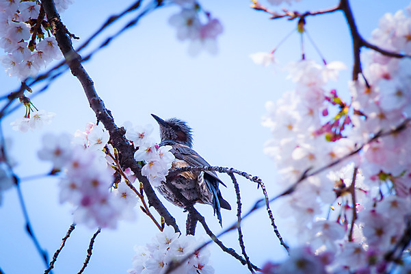 포토 JPG 주간 한마리 꽃 자연 풍경 근접촬영 사람없음 야외 아웃포커스 봄 벚꽃 나뭇가지 벚나무 참새 국내포토 자연요소 나무 식물 1 계절 뷰포인트 조류 촬영기법 생태계 파일형식